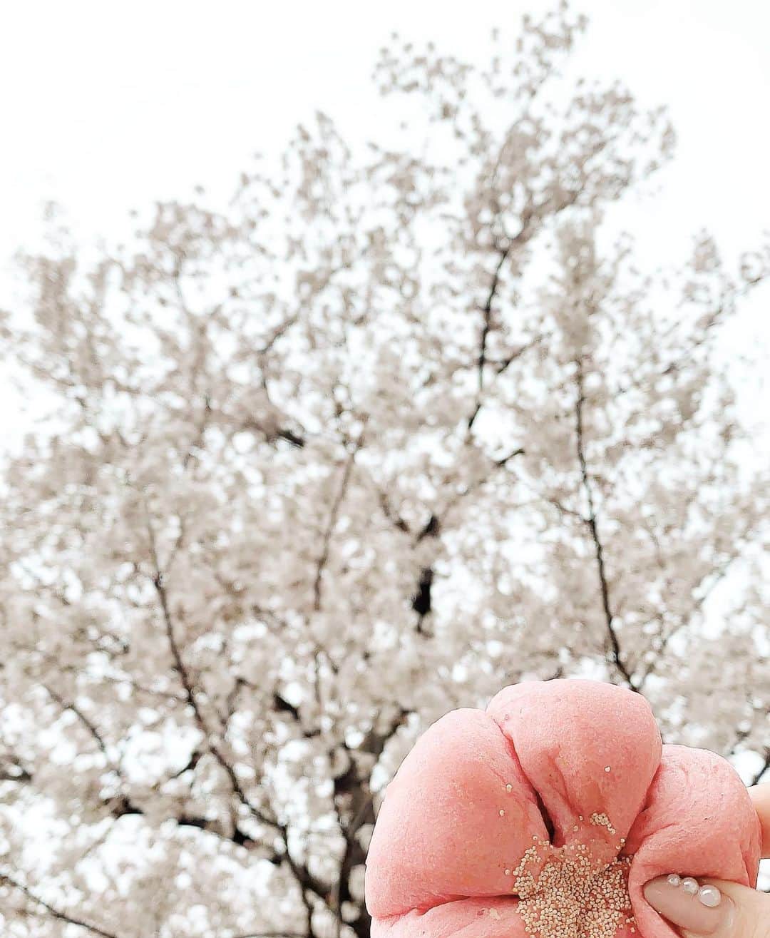 板橋瑠美さんのインスタグラム写真 - (板橋瑠美Instagram)「家の前の桜🌸と桜パン﻿ ﻿ ﻿ ﻿ ちょいと一人花見🌸﻿ 気持ちだけでも見れてよかった♡﻿ ﻿ ﻿ 大好きな花見が今年は出来なくて残念。﻿ ﻿ ﻿ 桜はみんなに見てもらえなくてもっと残念な気持ちかな？？﻿ ﻿ ﻿ 来年はみんなで見るからまた綺麗に咲いてね♡♡﻿ ﻿ ﻿ ﻿ 止まない雨はない。﻿ 長いかもだけど、きっと乗り越えられる✊﻿ ﻿ ﻿ みんなで頑張りましょう^ ^✨✨﻿ ﻿ 4/1  21:00〜インスタライブします！ あ、今日も夜やるかもです❤️」3月30日 14時23分 - rumi_official_0616