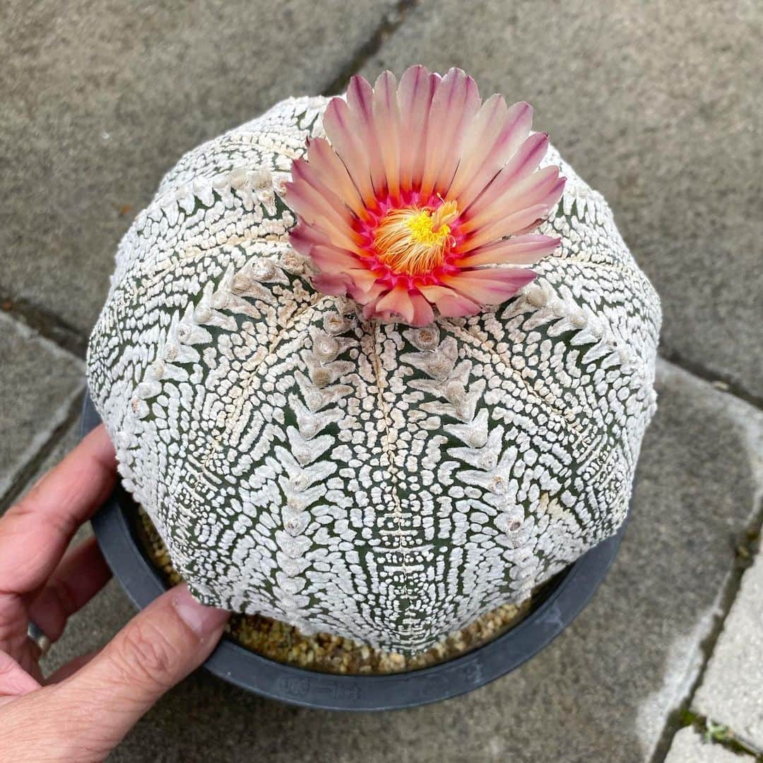 滝沢伸介さんのインスタグラム写真 - (滝沢伸介Instagram)「Flowers always make me feel calm.  @srl_tokyo  #astrophytum  #needflowers」3月30日 14時36分 - sin_takizawa