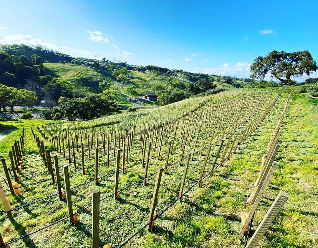 ダニー・マスターソンのインスタグラム：「Holy muther weed wackers are a slow way to cut waist high cover crop aka grass and weeds. 13 rows in 8 hours. If anyone has 50 sheep I’ll trade u 2 rolls of TP for a months rental. Can’t tell from pic but Hill is 30 degree slope.  Only 200 more rows to go. #quarantinelyfe #beards&mask=🔥」