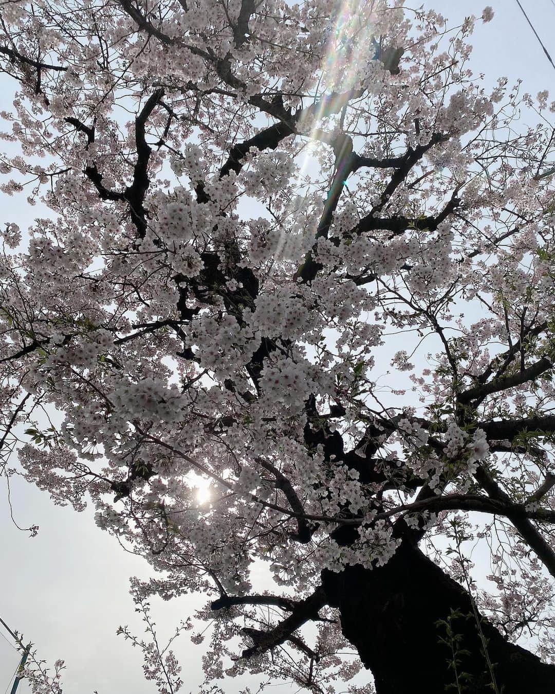 葉月祥子さんのインスタグラム写真 - (葉月祥子Instagram)「子供の頃 おじいちゃんおばあちゃんと一緒に、バカ殿様や変なおじさんを見るのが大好きでした。﻿ ﻿ ﻿ 沢山の笑顔を届けてくださり、ありがとうございました…﻿ ﻿ ﻿ ﻿ 志村けんさんのご冥福をお祈りいたします﻿ ﻿ ﻿ ﻿ #桜の木に愛を込めて」3月30日 16時35分 - shokohazz210