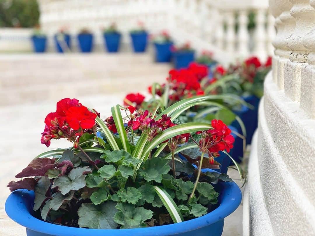 ホテル日航アリビラ 公式Instagramさんのインスタグラム写真 - (ホテル日航アリビラ 公式InstagramInstagram)「4月1日からスタートするパティオフラワーフェスティバルの準備が着々と進んでいます。  Preparations are well underway for the Patio Flower Festival starting the 1st day of April.  #hotelnikkoalivila #alivila #hotelnikko #resort #okinawa #yomitan #patio #garden #flowers #tropicalflowers #tropicalplants #containergardening #relaxing #ホテル日航アリビラ #アリビラ #ホテル日航 #リゾート #沖縄 #読谷 #パティオ #ガーデン #花 #フラワー #南国の花 #南国の植物 #寄せ植え #くつろぎ」3月30日 17時00分 - hotelnikkoalivila