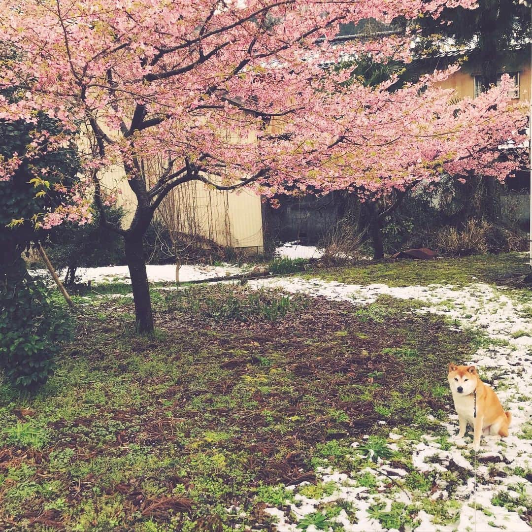 Hanamichi ＆ ℕㆁℜ〡ｋㆁ♡のインスタグラム：「・ 桜と雪の日🌸❄️ かなしみの春。 ・ ・ ・ #志村さんありがとう  #コロナに負けるな ・ #柴犬 #しばいぬ #子犬 #わんこ #dog #shiba #puppy #love」