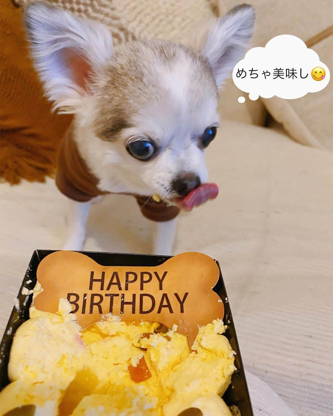 JunJunさんのインスタグラム写真 - (JunJunInstagram)「. バニラ13才おめでとう🦙🎂🎉 #この1年も健康で過ごせますように #バニラいつもありがとう #チワワ #お写真は桜が咲き始めた時のお散歩です」3月30日 17時17分 - junjun393