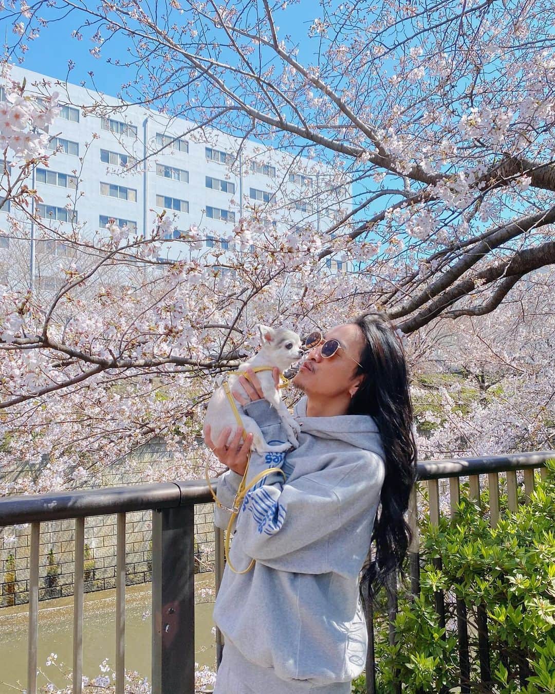 JunJunさんのインスタグラム写真 - (JunJunInstagram)「. バニラ13才おめでとう🦙🎂🎉 #この1年も健康で過ごせますように #バニラいつもありがとう #チワワ #お写真は桜が咲き始めた時のお散歩です」3月30日 17時17分 - junjun393