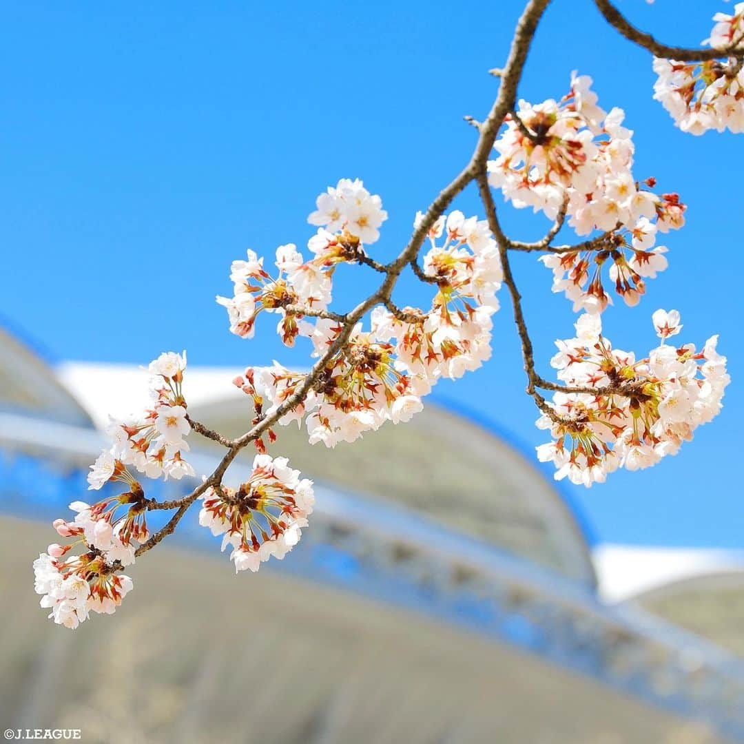 Ｊリーグさんのインスタグラム写真 - (ＪリーグInstagram)「.﻿ もうすぐ４月🌸🌸🌸﻿ ﻿ ﻿ ﻿ #Ｊリーグ﻿ #jleague﻿ ﻿ #アルビレックス新潟﻿ #デンカビッグスワンスタジアム﻿ ﻿ #春 #春の花 #はる ﻿ #春の訪れ #春の風景 ﻿ #spring #すぷりんぐ ﻿ #スプリング ﻿ #サクラ #さくら ﻿ #sakura #sakura🌸 ﻿ #cherryblossoms ﻿ #cherryblossoms🌸 ﻿ #花 #花のある暮らし ﻿ #花が好き #お花のある暮らし ﻿ #flower #flowerstagram #🌸﻿ #もうすぐ #4月 #４月 #4月から ﻿」3月30日 17時20分 - jleaguejp