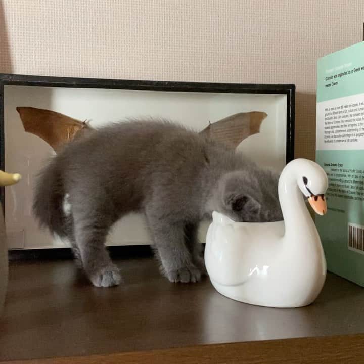 小鳥遊しほのインスタグラム：「すこしでもみんなの癒しになればうれしいな。みなさん、子猫動画で心穏やかに。  初めて飾り棚を冒険したうどんとおそば。 @oudon_and_osoba  おそばは象山田さん(ゾウの名前w)と初対面。サイズと色が似ている。  アヒルの鉢植え入れに顔を突っ込んだ結果うしろのコウモリの羽と重なってアヒルをむさぼる悪魔みたいになってしまった。笑  うどんは鳩山田さん(ハトの名前w)と初対面。ビビリのうーちゃんには高刺激だったかもしれない。  猫が元気でわたしも元気。 手洗いうがい睡眠栄養、笑顔友達家族譲り合い。大切なのは落ち着くこと。  #猫 #ねこ #子猫 #エキゾチックショートヘア #ブリティッシュショートヘア #catstagram #cat #cats #うどんとおそば #猫のいる暮らし #oudon_and_osoba  #exoticshorthair #britishshorthair #kitten」
