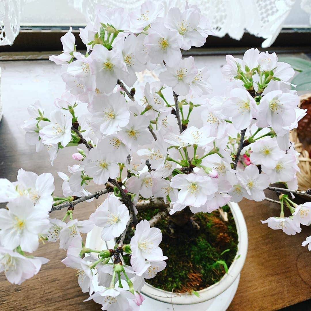 椿隆之のインスタグラム：「#sakura  #hone #bonsai  #桜　#盆栽　 花見をするなら　家でしましょう！  ネットで買えるよん！  上手に育てれば、また来年も咲くよ！」