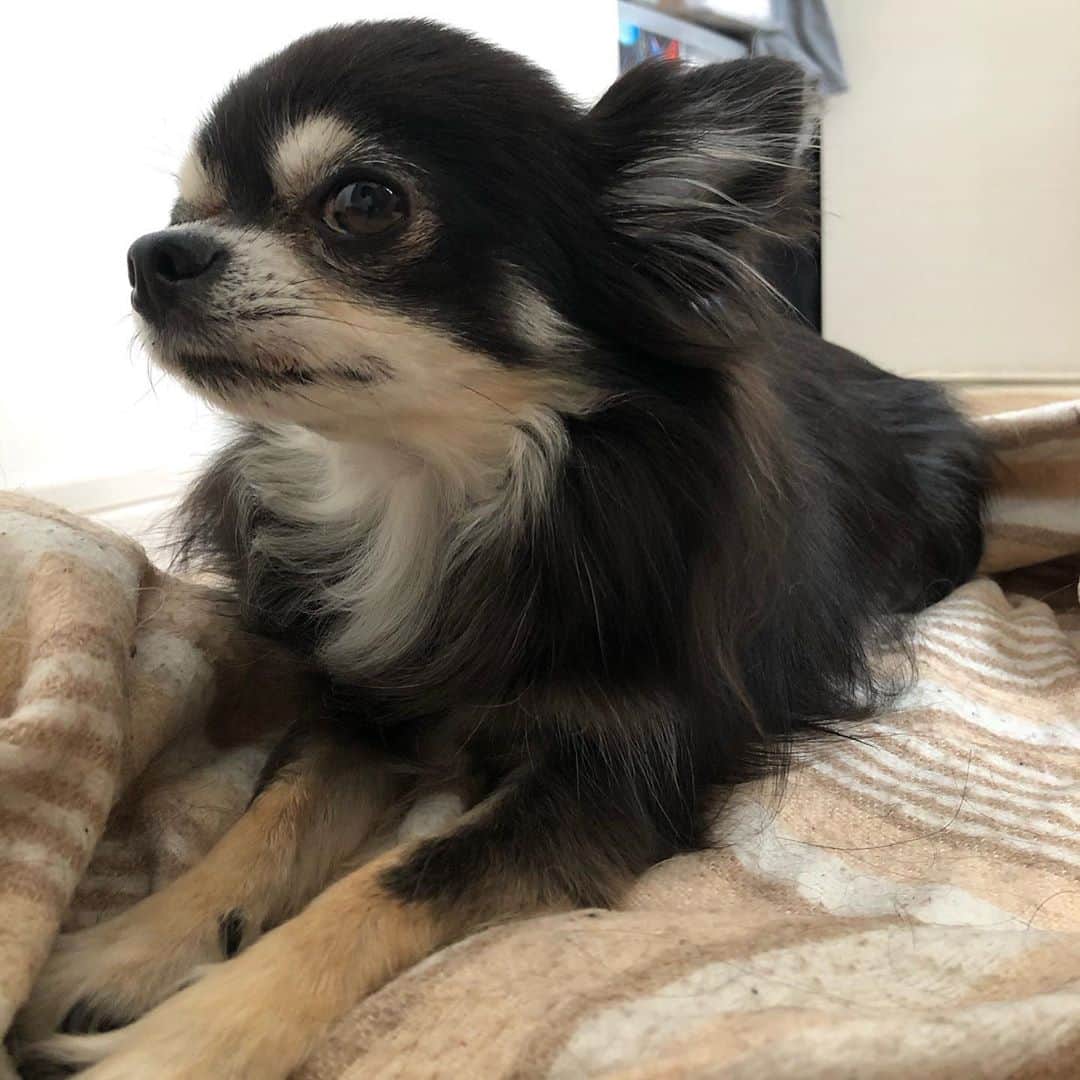 櫻井リヤのインスタグラム：「取材も全てキャンセル、ひたすら家に篭り作業中。犬はうれしそう」