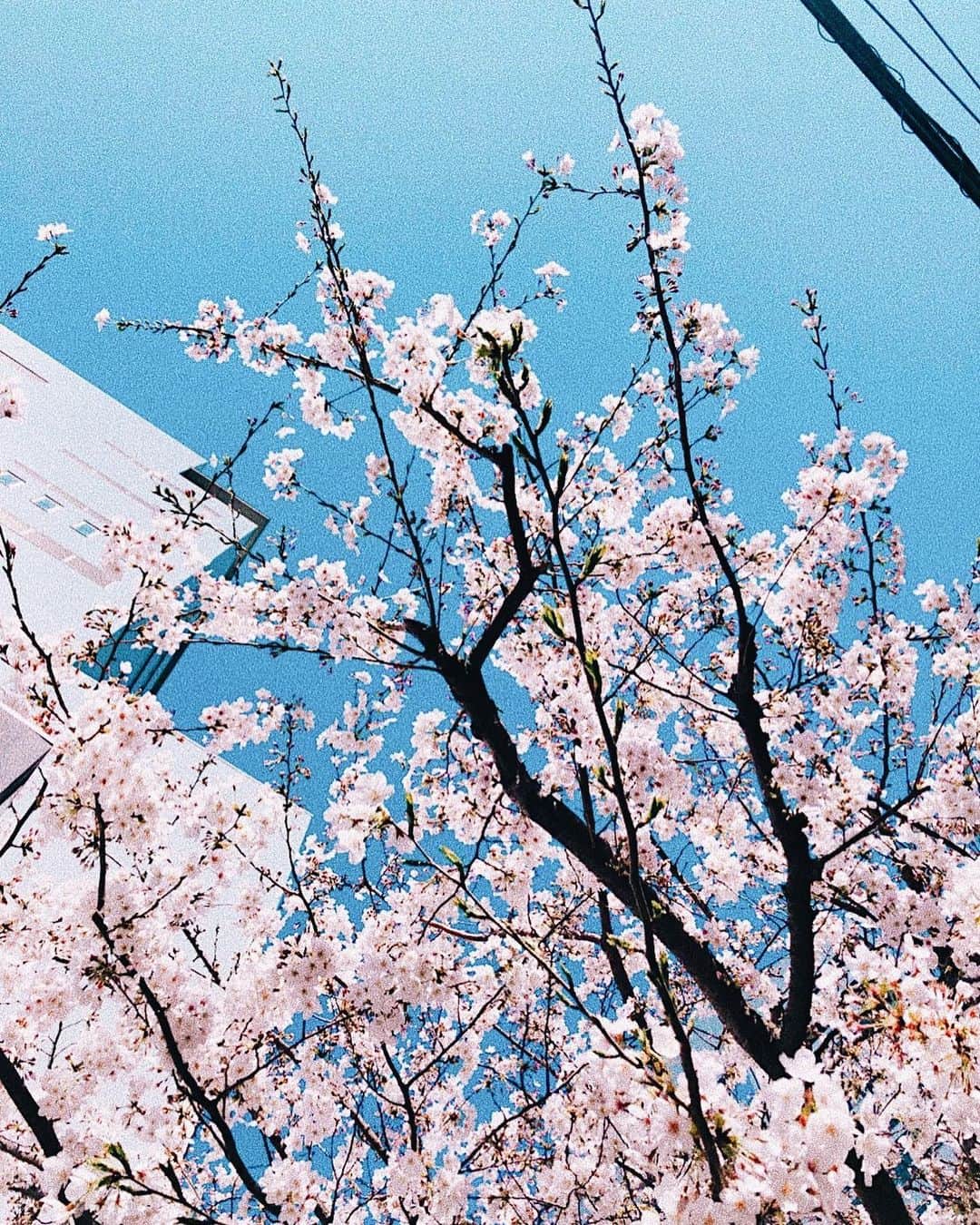 清水沙也佳さんのインスタグラム写真 - (清水沙也佳Instagram)「気が滅入らないように前向きにがんばろ😕  #sakura #cherryblossom #tokyo」3月30日 17時45分 - sayaka__shimizu