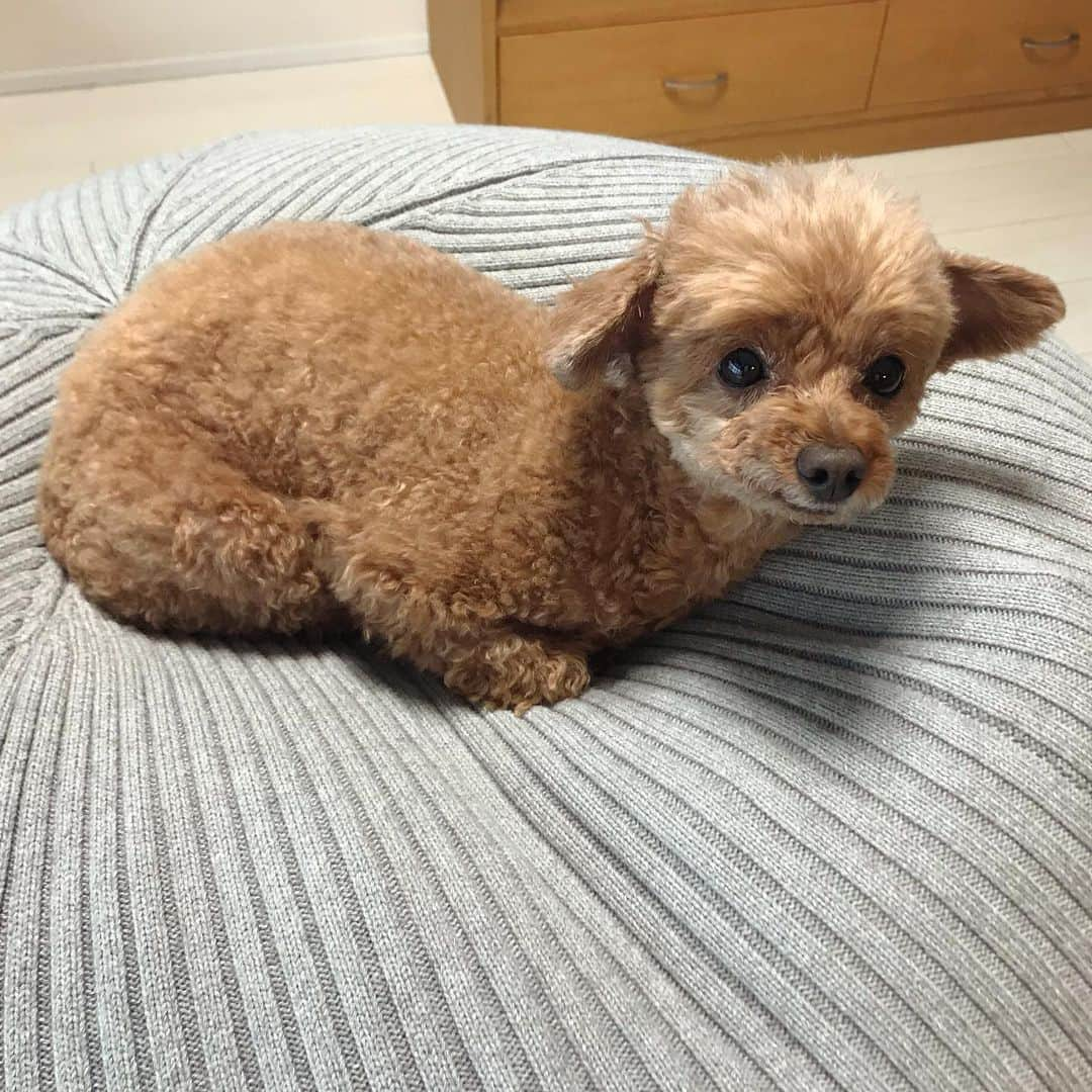 棚橋弘至さんのインスタグラム写真 - (棚橋弘至Instagram)「おハナ見🌸 #toypoodle」3月30日 17時50分 - hiroshi_tanahashi