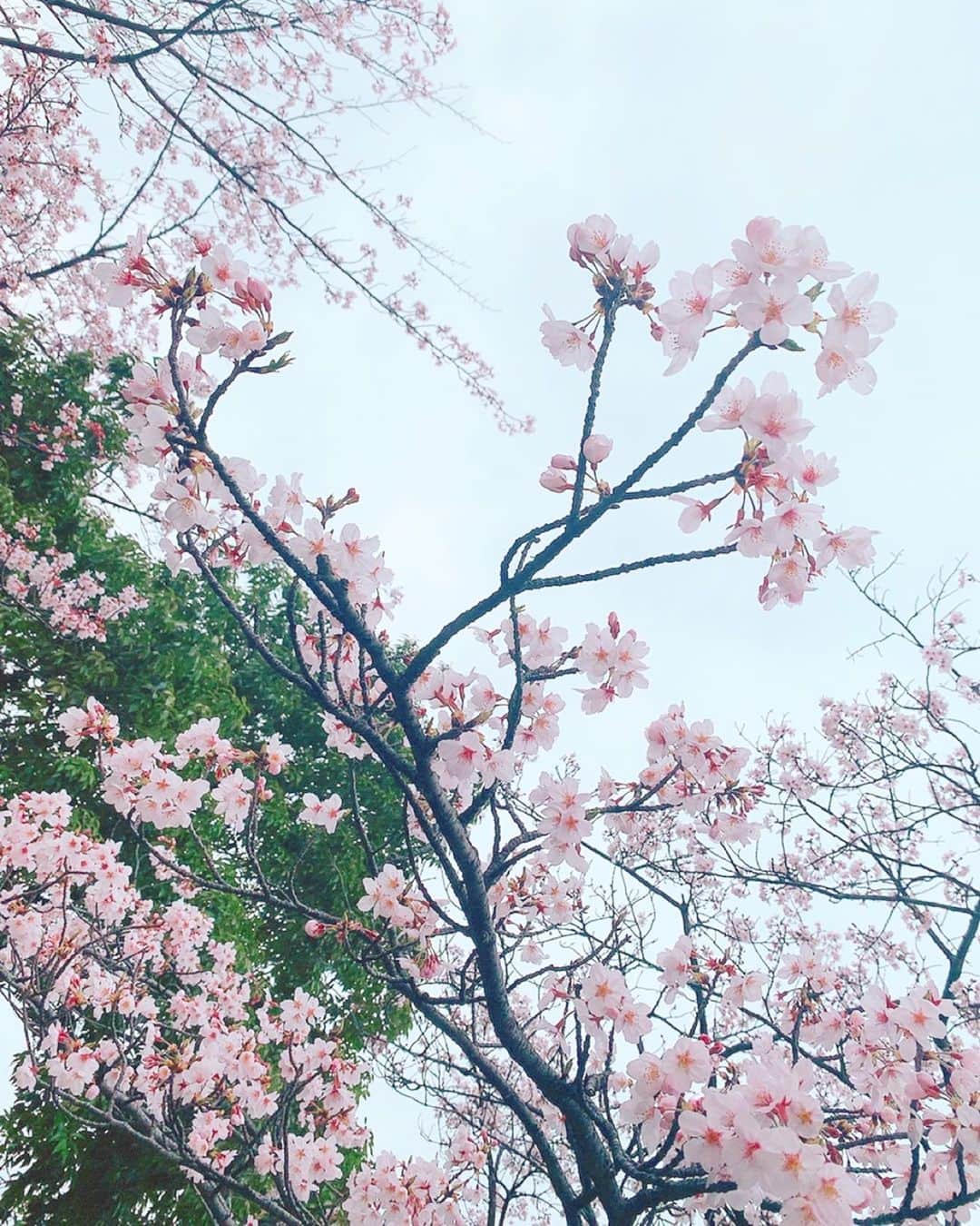 小越しほみさんのインスタグラム写真 - (小越しほみInstagram)「・ ・ ・ 今日も自宅警備中🏠 ・ 前にママとお買い物行く途中で 一瞬見たこの公園の桜が ことし唯一みた桜なっちゃったなぁ😢 ・ でも桜は来年も咲くもんね。 ・ 来年は心穏やかに みんなでお花見できますように🌸 ・ ・ ・ ・ ・ #acym #桜 #sakura #cherryblossom #お花見 #ootd #cordinate #instafashion #denim #デニム #デニムコーデ #春 #spring」3月30日 17時50分 - shihomi1129