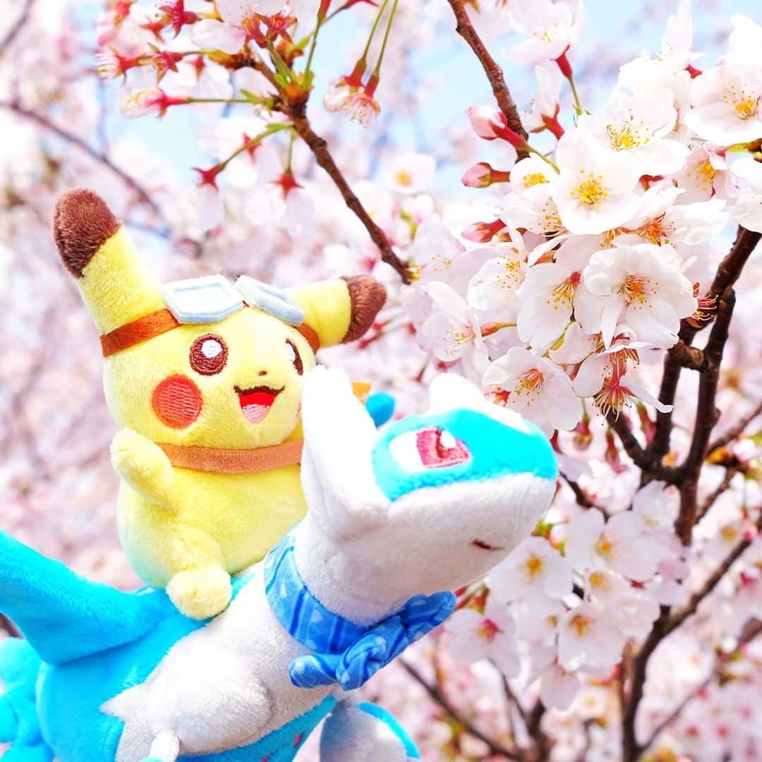 ピカチュウ公式Instagramさんのインスタグラム写真 - (ピカチュウ公式InstagramInstagram)「【今日のピカチュウ】 ラティオスといっしょにお出かけチュウ😆🎶 満開の桜が綺麗だね🌸💖 #pikachu #latios #pokemon #pikachu_snap #photooftheday #sky #cherryblossom #spring #ピカチュウ #ラティオス #桜 #満開 #春 #お花見  #ポケモン #お出かけ」3月30日 18時00分 - pokemon_jpn