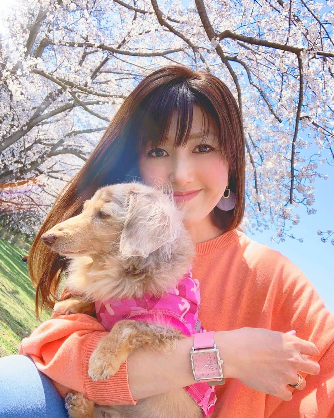 mii_stagramさんのインスタグラム写真 - (mii_stagramInstagram)「🌸🌸🌸 . 今年も一緒に迎えられた春🐶🌸 こんなに桜が綺麗だったのに 何だか寂しいな。。。 かれん16歳の春 人間に例えると80歳過ぎ 来年も一緒に春が訪れますように😭🙏🏻💕 . . . 今日はずっと哀しかったな😢 ひょうきん族より 8時だョ!全員集合 ドリフ派の昭和っ子！！ 動物が大好きだから 天才！志村どうぶつ園も楽しく観てた。 👨🏽‍🦰は 志村でナイト いつも録画してた📺 . コロナの恐ろしさを身を持って 教えてくれた🦠 @ken_shimura_bakatono67  #志村けん さんのご冥福を 心よりお祈り申し上げます🙏🌈 . ✩ ⋆ ✩ ⋆ ✩ ⋆ ✩ ⋆ ✩﻿ ⋆ ✩ ⋆ ✩﻿ . ⌚ꫛꫀꪝ✧‧˚ @nomonday_jp ✔ 桜に合わせてピンクにしたよ🌸 クーポンコード 『miyuk310』で10%OFF . ✩ ⋆ ✩ ⋆ ✩ ⋆ ✩ ⋆ ✩﻿ ⋆ ✩ ⋆ ✩﻿ . #nomonday#ノーマンデー#腕時計#時計#手元倶楽部#手元コーデ#ファッション#コーデ#ギフト#プレゼント#🌸#桜#さくら#サクラ#ミニチュアダックス#ミニチュアダックスフンド #ダックスフンド#チョコダップル#シニア犬#愛犬#白内障#わんこのいる生活 #わんことお出かけ #わんこのいる暮らし #わんこなしでは生きていけません会 #愛娘#宝物 ✩ ⋆ ✩ ⋆ ✩ ⋆ ✩ ⋆ ✩﻿ ⋆ ✩ ⋆ ✩﻿ 見て下さった方 (*´︶`*)♡Thanks!🌸🌸🌸🌸🌸」3月30日 18時05分 - miyuki.0419.karemari