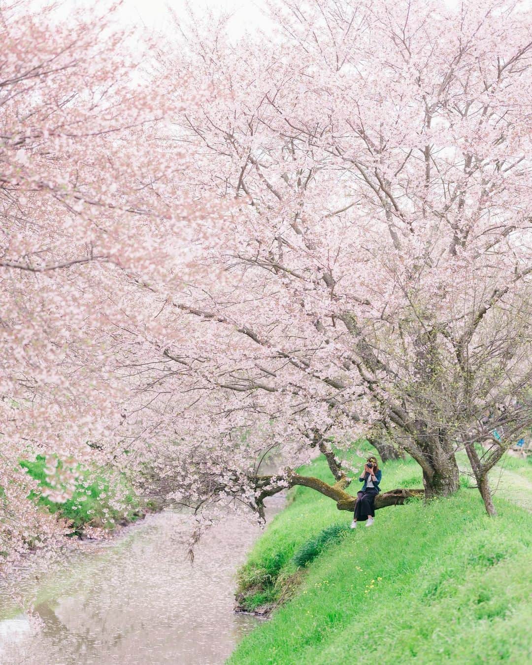 sorayuchiさんのインスタグラム写真 - (sorayuchiInstagram)「・ 今年もココに行きたかったなぁ🌸 今年はお花見は自粛して、去年の桜の写真を見て楽しんでます😊 マイホームを建てて3年目。我が家の桜が初めて咲いてくれそうな気配◎(*´꒳`*)だけど、もうすぐ４月だというのに急にまた冷え込んできました⛄️」3月30日 18時18分 - sorayuchi