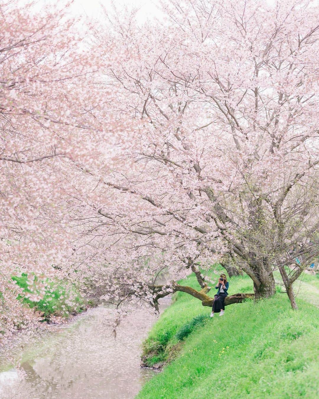 sorayuchiのインスタグラム：「・ 今年もココに行きたかったなぁ🌸 今年はお花見は自粛して、去年の桜の写真を見て楽しんでます😊 マイホームを建てて3年目。我が家の桜が初めて咲いてくれそうな気配◎(*´꒳`*)だけど、もうすぐ４月だというのに急にまた冷え込んできました⛄️」