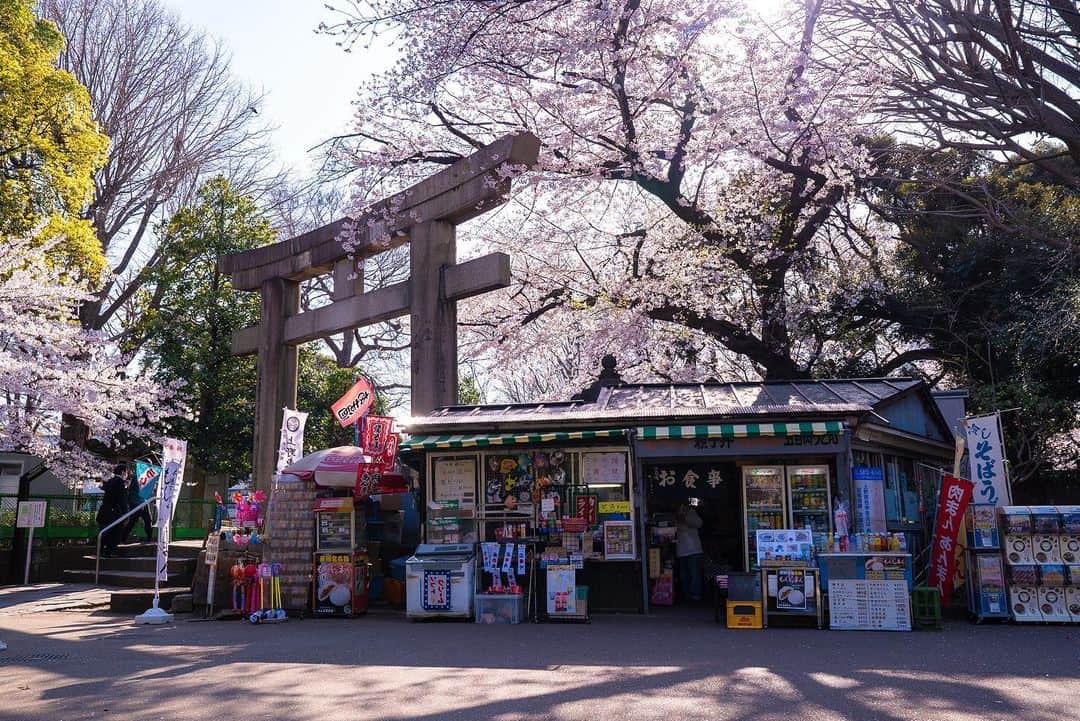のインスタグラム：「早くみんなが安心して出歩ける日が来ますように∴∵ゞ(´ω`*)♪ #桜 #cherryblossom #花見 #春 #spring」