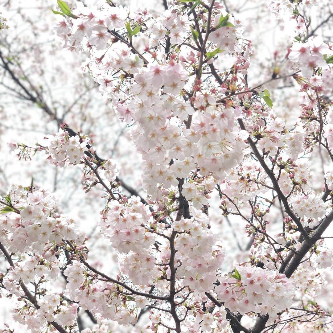 岡田育さんのインスタグラム写真 - (岡田育Instagram)「🌸🌸🌸☃️🏯🧘🏻🏯☃️🌸🌸🌸 . 03/29/2020 : Believe it or not, Tokyo was in a snow storm at the end of blooming March. Mother Nature says to us, “Stay Home.” Keep warm, wash your hands, and carry on. . #selfquarantine #cherryblossom #keepcalmandwashyourhands #桜 #花曇り #stayathome #stayhome #バーチャル花見 #quarantineandchill2020 #sakura #climatechange #snowinspring #春の雪 #ほぼ吹雪」3月30日 18時22分 - okadaic