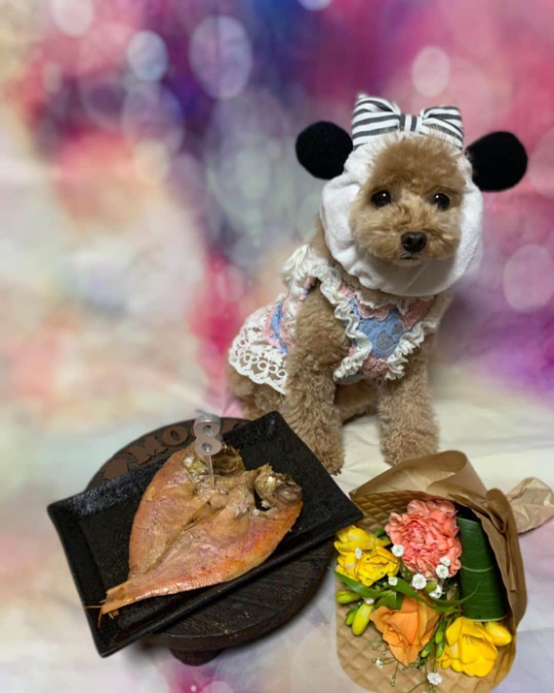 本城結実さんのインスタグラム写真 - (本城結実Instagram)「. .  Happy 8th Birthday😊🎉 ダイエット犬なので魚でお祝い🎉  #おめで鯛 #犬用　#もぐ #わんこ #わんこのいる生活 #ペット#ペットok #犬好きな人と繋がりたい#いぬすたぐらむ #いぬのいる暮らし #エブリドッグ #といぷーどる #トイプードル #ティーカッププードル #犬すたぐらむ#犬と休日 #inutome」3月30日 18時30分 - yumihonjo_