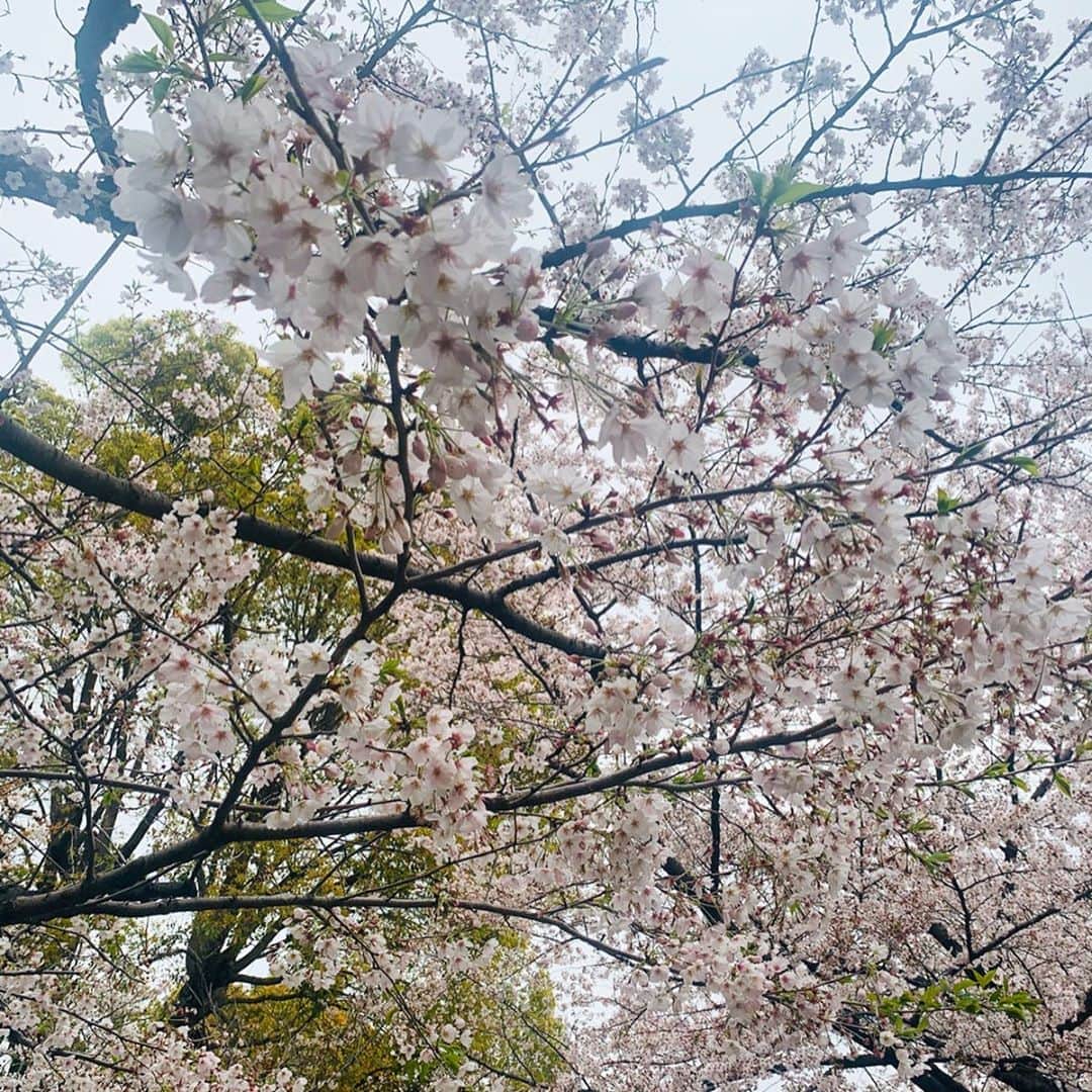 エリザベス・ハードキャッスルさんのインスタグラム写真 - (エリザベス・ハードキャッスルInstagram)「TOKYO FMの向かいの千鳥ヶ淵の桜、 雪にも負けず綺麗に咲いてました🌸  朝の番組終わり、歩きながら帰りました。  朝のうちは人が少なくて、 距離を取りながら見られました。  早く早く、元の生活に戻りたいですね🙏 大好きな人たちに会える日を楽しみに、 今は大好きな人たちを守る行動をとりたいです。 . . #Sakura #Japan #Tokyo #千鳥ヶ淵 #皇居」3月30日 19時38分 - elizabeth_hc49