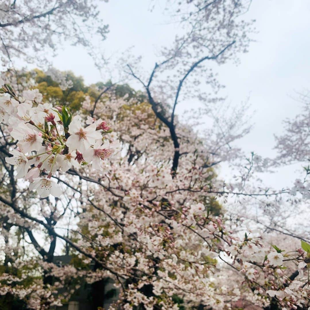 エリザベス・ハードキャッスルさんのインスタグラム写真 - (エリザベス・ハードキャッスルInstagram)「TOKYO FMの向かいの千鳥ヶ淵の桜、 雪にも負けず綺麗に咲いてました🌸  朝の番組終わり、歩きながら帰りました。  朝のうちは人が少なくて、 距離を取りながら見られました。  早く早く、元の生活に戻りたいですね🙏 大好きな人たちに会える日を楽しみに、 今は大好きな人たちを守る行動をとりたいです。 . . #Sakura #Japan #Tokyo #千鳥ヶ淵 #皇居」3月30日 19時38分 - elizabeth_hc49