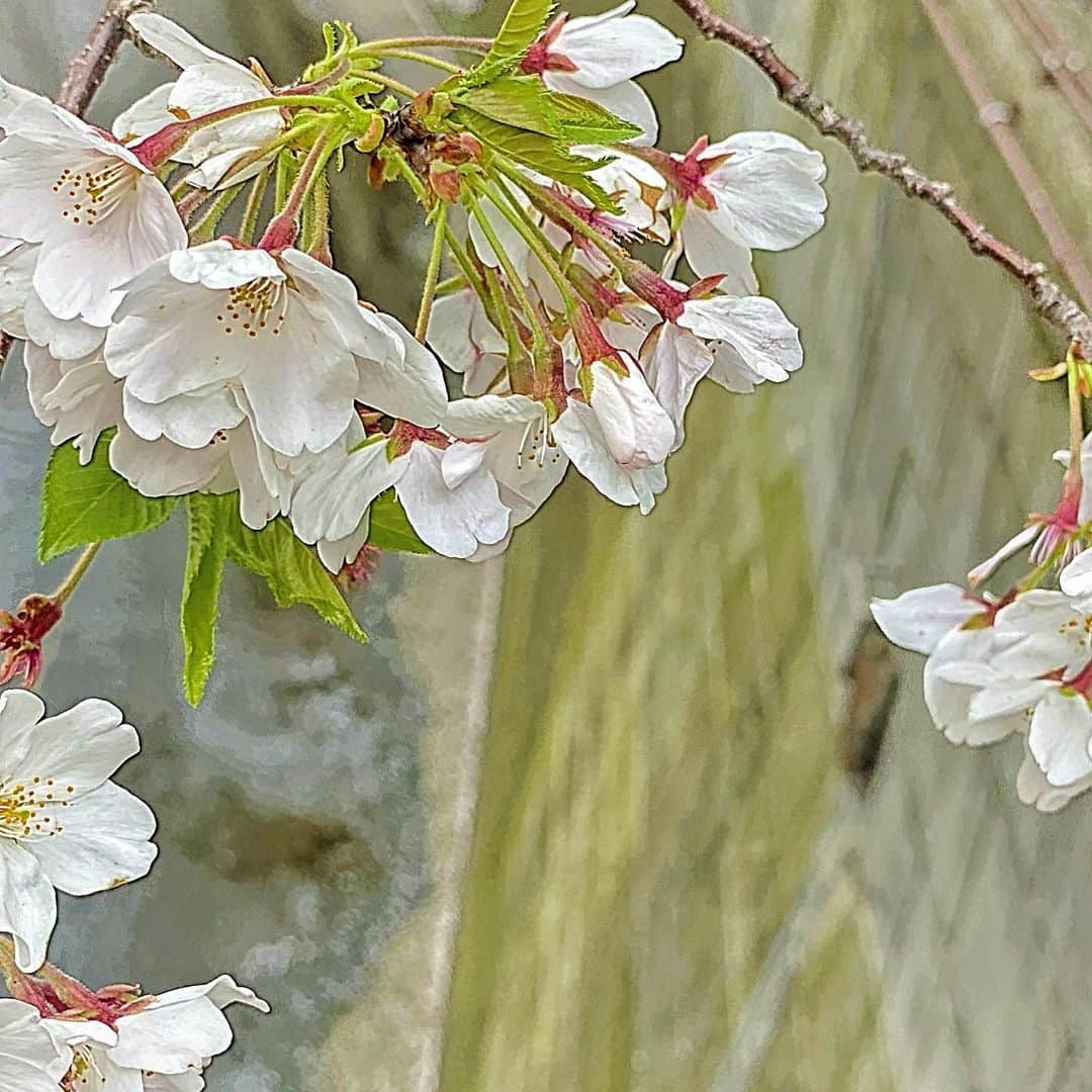 里美ゆりあのインスタグラム：「病院行く途中の通りがかりに撮った桜🌸 早く明るい日々がきますように。。 お仕事が無くなるんじゃないかと不安になる今日この頃。。 皆で乗り越えれますように(◡‿◡ฺ✿) #桜 #さくら #ロックダウン #大丈夫かな  #コロナ #corona #ウイルス対策」