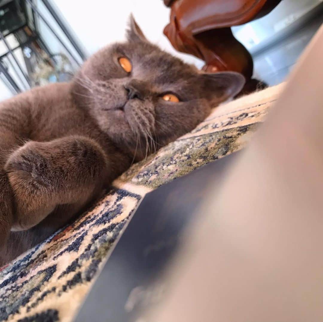 飯島颯さんのインスタグラム写真 - (飯島颯Instagram)「既視感…💭 #猫#ネコ#ブリティッシュショートヘア#ブリ商会#ねこ#ねこ部#ふわもこ部#ねこすたぐらむ#にゃんすたぐらむ#猫のいる暮らし」3月30日 19時50分 - hayate_kumakun_official