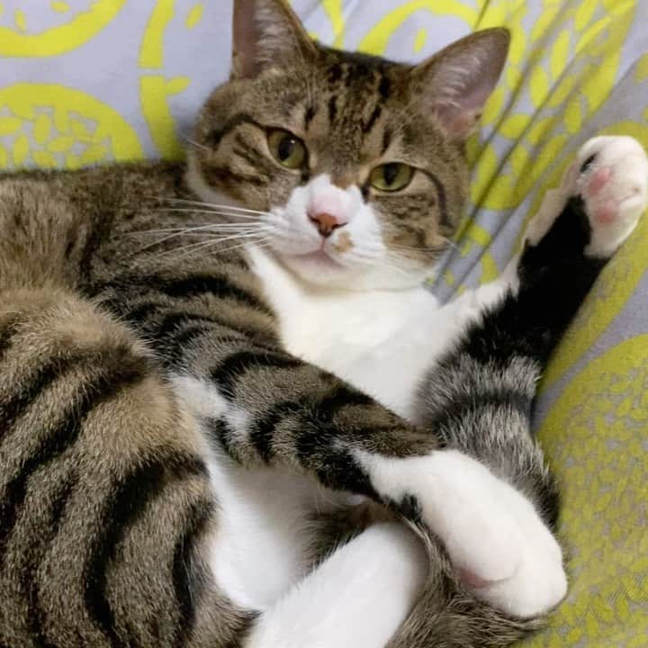 野本かりあのインスタグラム：「今日一日悲しみでいっぱいですが、志村さんに沢山の有難うを。 涙してるばかりじゃ、いけないなと ルカと（無理やりだけど）志村さんネタやって、笑おう。#志村けん　#lukarly」