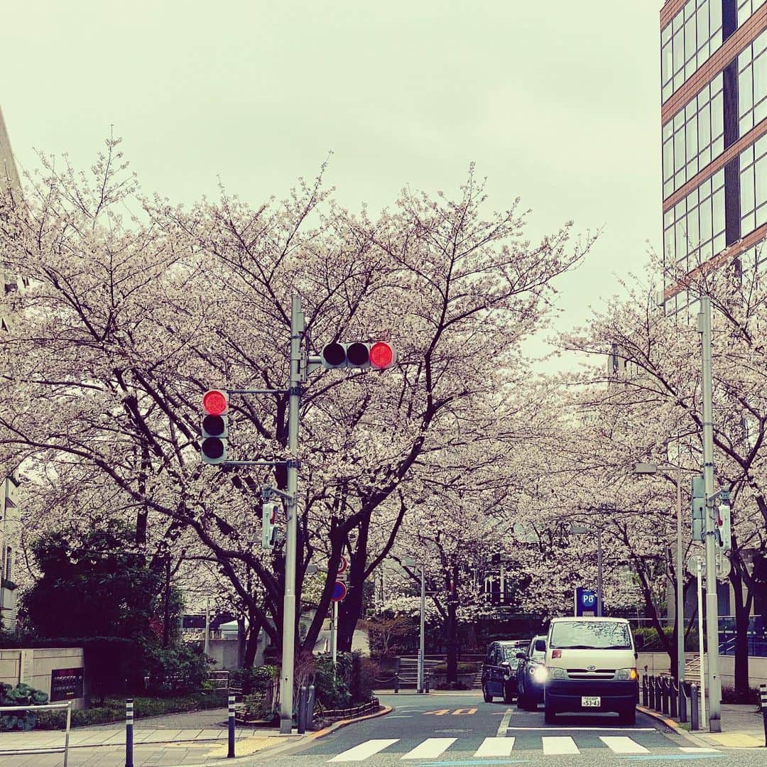 Saschaさんのインスタグラム写真 - (SaschaInstagram)「#桜 2020.3.30 #cherryblossom #tokyo #japan #spring #beautifulnature #春 #東京 #サッシャ #sascha」3月30日 20時11分 - sascha348