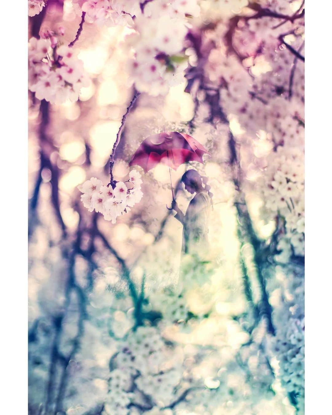 メグのん♡ A k i k oのインスタグラム：「Renowned Japanese comedian Ken Shimura died Sunday night of pneumonia caused by coronavirus.  Today's weather was rain.  Cherry blossoms and I am sad for his death.  R.I.P. . . . 待ちに待った日曜日の前夜祭は 毎週土曜の夜8時に始まります。 . 日本のちびっ子達は テレビの前に全員集合。 . 貴方の笑いで大きくなった私達は 自分の一部を切り取られたような、、 大袈裟でしょうか。 私は今日涙が止まらない。 . . 志村！！後ろ！ . 振り向いてくれないまま、 逝ってしまった。 . . こんなことで亡くなるなんて。 悲しいです。 今までありがとう、など まだ心から言えない。 . . . 志村けんさん、 ご冥福をお祈りします🙏」