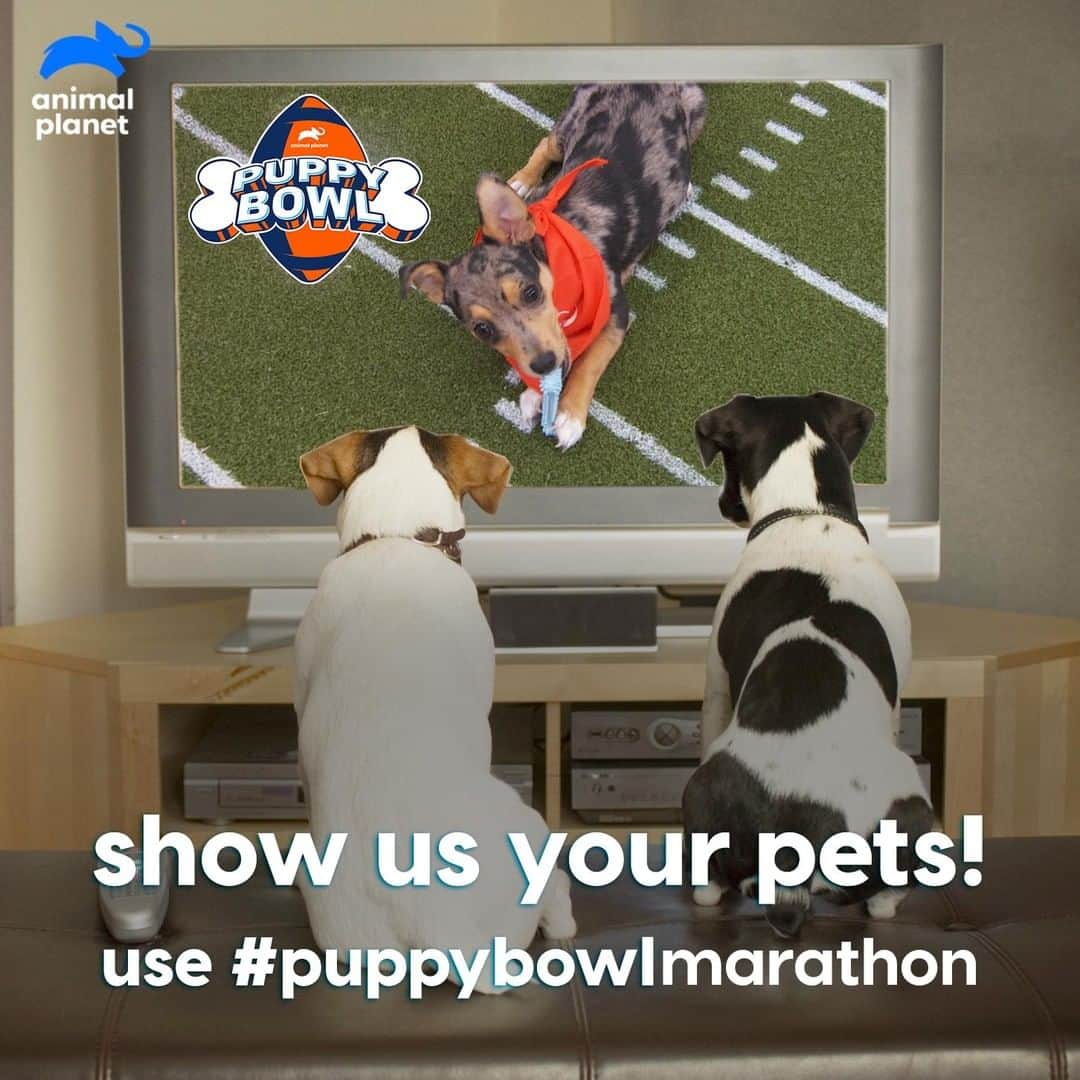 アニマルプラネットさんのインスタグラム写真 - (アニマルプラネットInstagram)「Enjoying today's #puppybowl marathon? Post a picture of your pet watching with #puppybowlmarathon!」3月31日 7時13分 - animalplanet