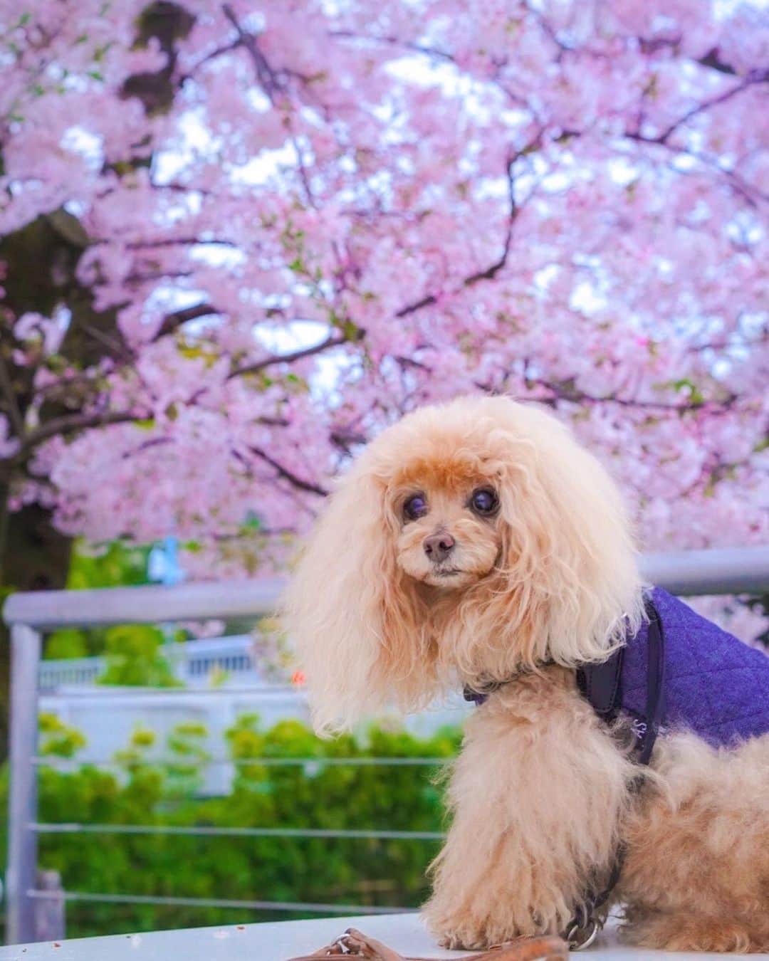 のインスタグラム：「20200331 Tuesday. Good morning! Friends 😊 桜🌸満開 The cherry-trees are in full blossom . 二度寝してしまったので、 気分を変えて公園あさんぽしました😊 晴天の日中ならキラキラ桜写真撮れたかなぁ？ 早朝なのでもやもや桜です😂 . #隅田公園 #桜 たぶん #ソメイヨシノ #ツァイス写真部」