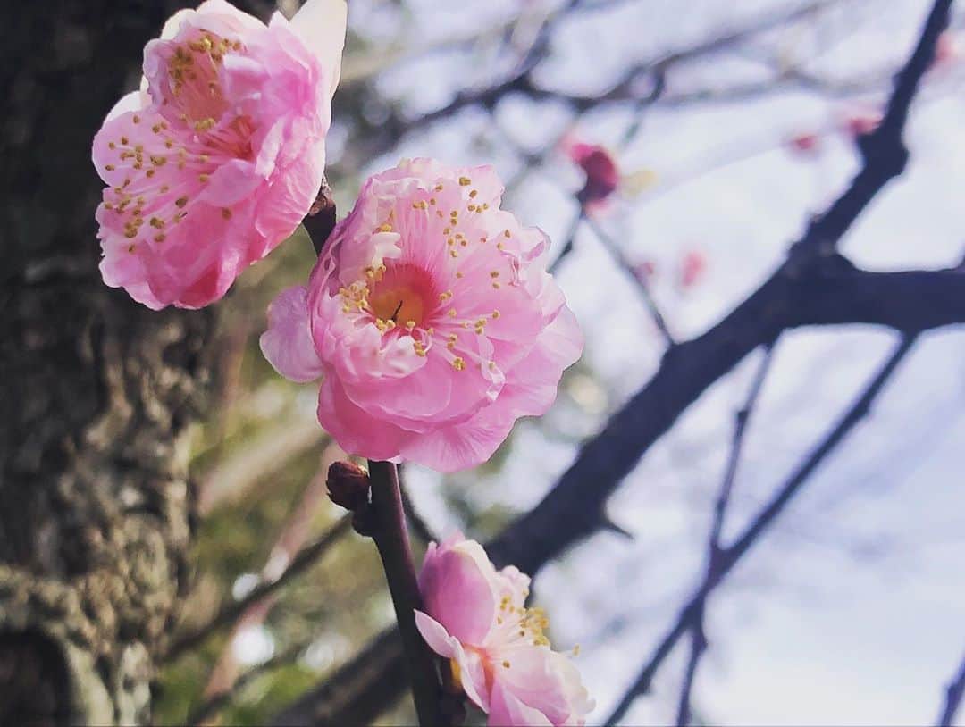 佐々木あさひさんのインスタグラム写真 - (佐々木あさひInstagram)「今年は桜をちゃんと見れないと思うけど、少し前の梅を見に行けて良かった🌸 家にいると写真フォルダを見返す事が増えて、あげてない写真ばかりだったから時系列めちゃくちゃだけど、思い出ぽろぽろしていきます。 . #ume #インスタグラマー向いてない」3月30日 22時57分 - asahisasaki
