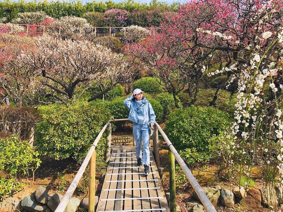 佐々木あさひのインスタグラム：「今年は桜をちゃんと見れないと思うけど、少し前の梅を見に行けて良かった🌸 家にいると写真フォルダを見返す事が増えて、あげてない写真ばかりだったから時系列めちゃくちゃだけど、思い出ぽろぽろしていきます。 . #ume #インスタグラマー向いてない」