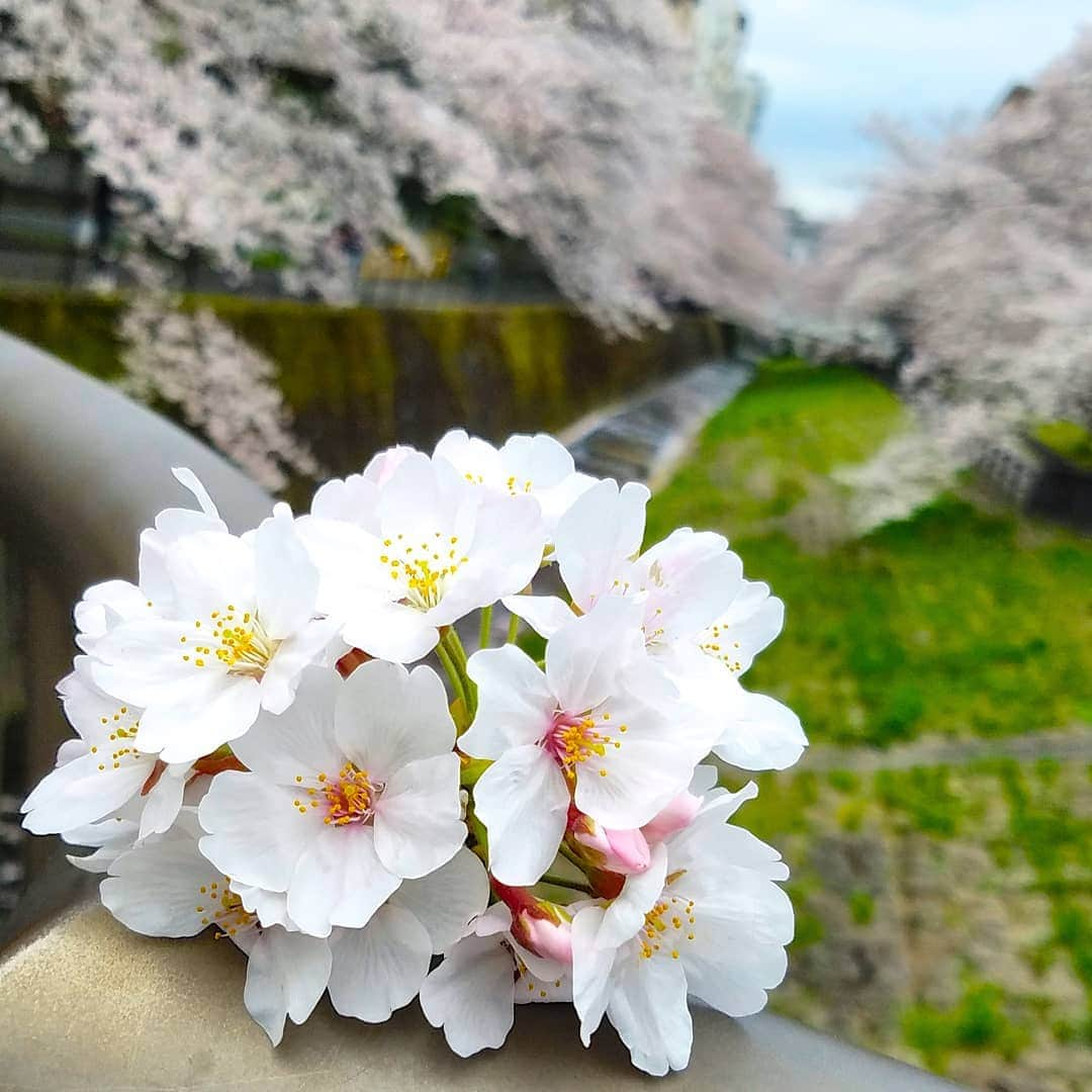 古村勇人さんのインスタグラム写真 - (古村勇人Instagram)「志村けんさんとは仕事でご一緒したことはありませんが、明治座にてふるさと富山の小学生のための観劇会を企画した際、観光バスの到着が遅れ、開演時間を15分も延ばして頂いたことがありました。"バカ殿世代"の自分としては、粋な計らいに感激したことを覚えています。  おかげで、子どもたちは冒頭から興奮しっぱなしで大爆笑！今の小学生もYouTubeでの"バカ殿世代"であることに驚かされました。まさに世代を越えた笑いの神様でした。心よりご冥福をお祈り致します。  先が見えずに不安な毎日が続いていますが、心までは沈まないように。医療現場で必要な物をムダ遣いせず、感染拡大を防止できるのは自分自身。皆さんの心に強くて優しいさくら色が灯りますように。  #桜 #櫻 #サクラ #さくら #桜並木 #志村けん #ザドリフターズ #ドリフターズ #ドリフ #明治座 #舞台 #志村魂 #ふるさと #富山 #小学生 #観劇会 #バカ殿 #バカ殿様 #アイーン #大爆笑 #YouTube #世代を越えた #笑いの神様 #お笑い #コメディアン #コロナ #コロナウイルスが早く終息しますように #感染拡大 #さくら色 #東京」3月30日 23時00分 - hayato.furumura