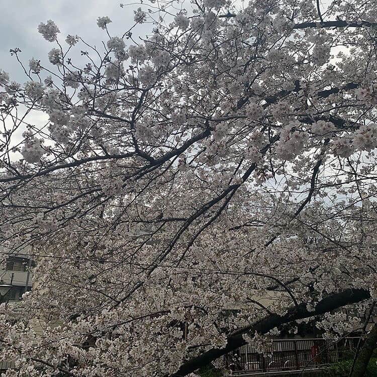 今井夏帆のインスタグラム：「おやすみなさい🌙 #今井夏帆#AV女優#セクシー女優」
