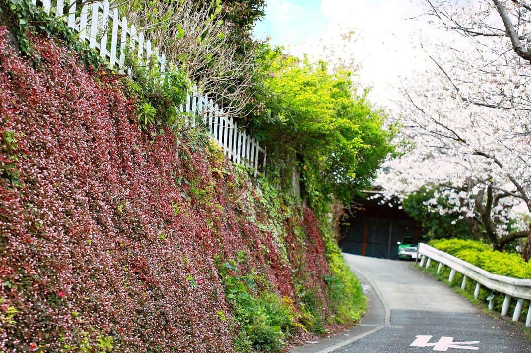 葉山町さんのインスタグラム写真 - (葉山町Instagram)「- 春が来てた  #葉山歩き #葉山 #hayama #japan #japantrip #春 #spring #小道 #桜 #cherry #blossom #なにげない小道が #ピンク に染まって #ちゃんと春が来てた！ #桜の花を見ると #清々しくて #元気になるよね #コロナファイターズの皆さんありがとう #おうち時間 も #楽しく過ごそうね #今日も一日おつかれさまでした」3月30日 23時34分 - hayama_official