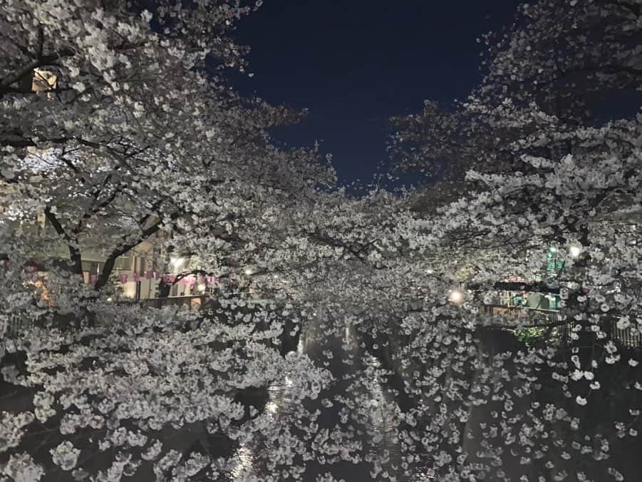 小川暖奈さんのインスタグラム写真 - (小川暖奈Instagram)「お家でカメラロールの過去の桜の写真見返してみて！凄く癒されるよ これは、時間あればすぐ桜を見に行くわたしのここ数年の桜の写真📸 . 今年は我慢して、来年また咲く時が楽しみですね . . 🌸🌸🌸」3月30日 23時35分 - ogawah