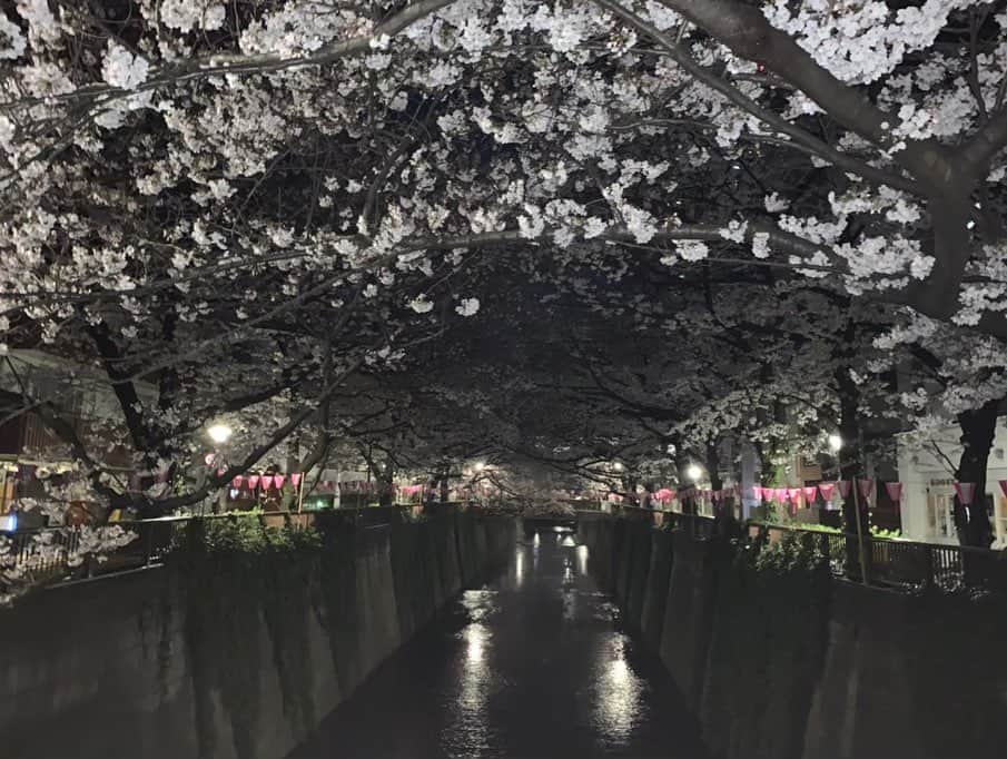 小川暖奈さんのインスタグラム写真 - (小川暖奈Instagram)「お家でカメラロールの過去の桜の写真見返してみて！凄く癒されるよ これは、時間あればすぐ桜を見に行くわたしのここ数年の桜の写真📸 . 今年は我慢して、来年また咲く時が楽しみですね . . 🌸🌸🌸」3月30日 23時35分 - ogawah