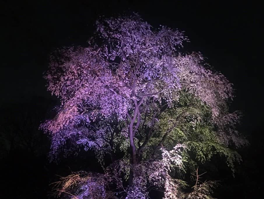 小川暖奈さんのインスタグラム写真 - (小川暖奈Instagram)「お家でカメラロールの過去の桜の写真見返してみて！凄く癒されるよ これは、時間あればすぐ桜を見に行くわたしのここ数年の桜の写真📸 . 今年は我慢して、来年また咲く時が楽しみですね . . 🌸🌸🌸」3月30日 23時35分 - ogawah