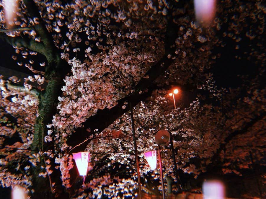 小川暖奈さんのインスタグラム写真 - (小川暖奈Instagram)「お家でカメラロールの過去の桜の写真見返してみて！凄く癒されるよ これは、時間あればすぐ桜を見に行くわたしのここ数年の桜の写真📸 . 今年は我慢して、来年また咲く時が楽しみですね . . 🌸🌸🌸」3月30日 23時35分 - ogawah