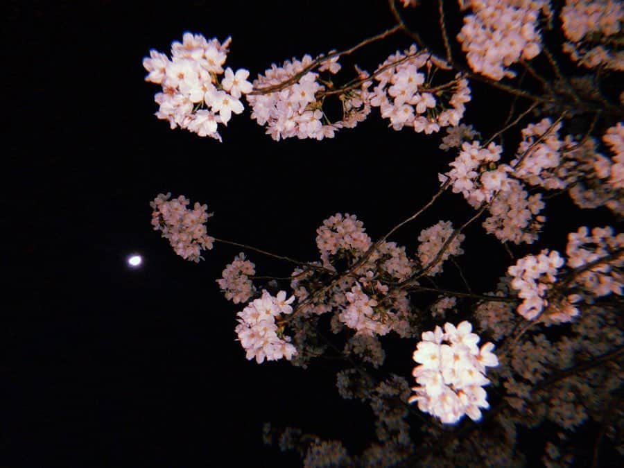 小川暖奈のインスタグラム：「お家でカメラロールの過去の桜の写真見返してみて！凄く癒されるよ これは、時間あればすぐ桜を見に行くわたしのここ数年の桜の写真📸 . 今年は我慢して、来年また咲く時が楽しみですね . . 🌸🌸🌸」