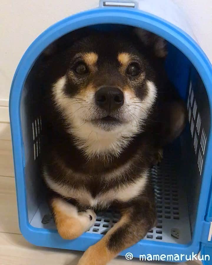 まめ丸のインスタグラム：「* * ぼくも『ざいたくきんむ』中🐶💦 #まめ丸の別荘 シリーズ * I’m working from home today🐶 * #ぼくもなんか異変をかんじてるこのごろ #はやくおちつきますように #みんなもきをつけてね🐶💦 * #柴犬#豆柴#柴#黒柴#犬#しばいぬ#ふわもこ部#shiba#shibainu#shibastagram#shibadog#puppylove#puppy#instadog#dogstagram#dog#pet#petstagram#adorable#cute#cutedog#worldofcutepets#dailyfluff#weeklyfluff」