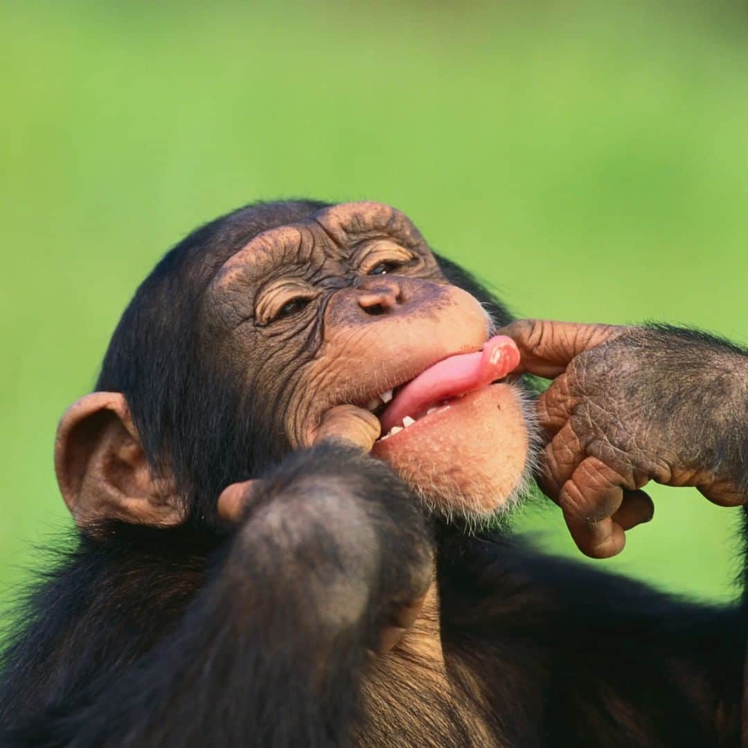 アニマルプラネットさんのインスタグラム写真 - (アニマルプラネットInstagram)「Chimpanzees are just like us! 😜 Comforting each other with hugs, kisses, and the occasional silly face! They will communicate with each other through posture, gestures, and can even communicate at a long distance. . . . . #animalplanetupclose #animalsofinstagram #animalplanet #animaloftheday #wild #wildlife #outdoors #animals #wildanimals #conservation #nature #animallovers #instanature #wildgeography」3月31日 1時00分 - animalplanet