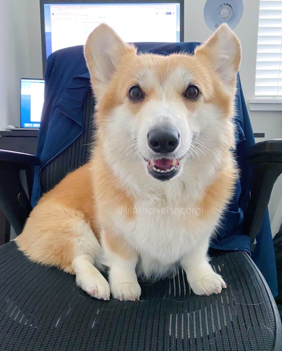 Liloさんのインスタグラム写真 - (LiloInstagram)「Hi I am your boss and CEO of pawcrastination... Founder of Pay Attention to Me and Give Me Treats. What day of quarantine are we in woof? Ive lost track woof!」3月31日 1時08分 - lilothewelshcorgi