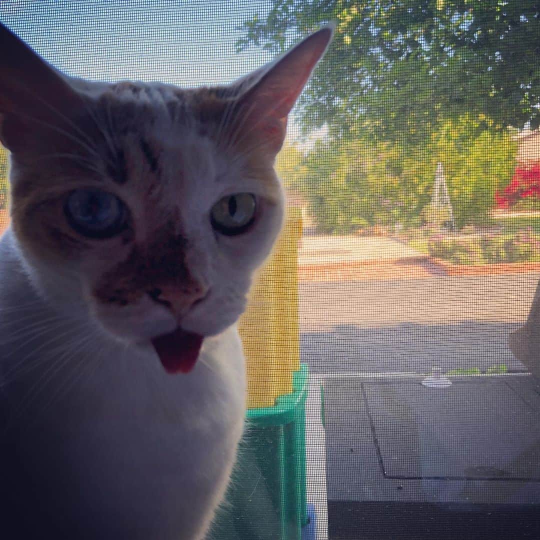 Richard Kittyのインスタグラム：「The lighting is terrible, but I was in a desperate rush to document this massive #blep before it disappeared! 👅」
