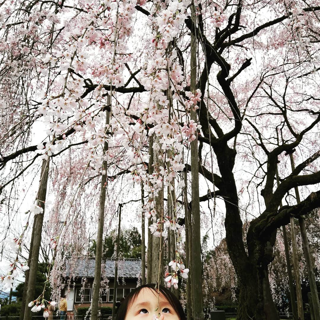 青柳愛さんのインスタグラム写真 - (青柳愛Instagram)「どうか鎮まりますように😷  あすわさんの垂れ桜は明治33年の大火で中は空洞になりましたが、見事復活し樹齢370年。 今年も見事な桜ドームをつくっています。  何があろうが咲き誇れるこの強さ。 娘に、家族に、親類に、日本中に、世界中にください🌸  #足羽神社  #気比神宮」3月31日 1時33分 - aoyagiakayagi