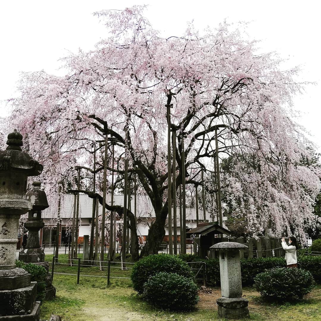 青柳愛さんのインスタグラム写真 - (青柳愛Instagram)「どうか鎮まりますように😷  あすわさんの垂れ桜は明治33年の大火で中は空洞になりましたが、見事復活し樹齢370年。 今年も見事な桜ドームをつくっています。  何があろうが咲き誇れるこの強さ。 娘に、家族に、親類に、日本中に、世界中にください🌸  #足羽神社  #気比神宮」3月31日 1時33分 - aoyagiakayagi