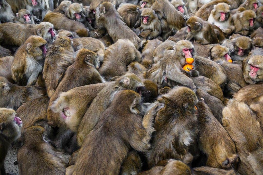 ナショナルジオグラフィックのインスタグラム