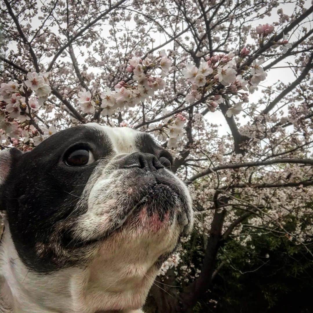 Ju-kenさんのインスタグラム写真 - (Ju-kenInstagram)「騒動で桜の季節を忘れてましたが、この人には関係なく楽しい毎日の様です🌸  #frenchbulldog #cherryblossom #桜　#フレンチブルドッグ　#アポロ　#apollo」3月31日 7時39分 - jkn627