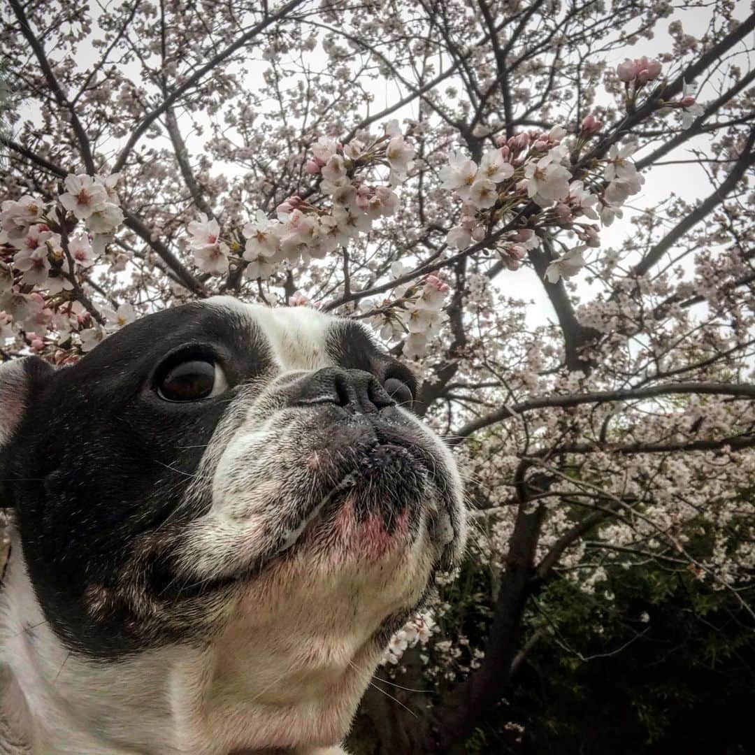 Ju-kenのインスタグラム：「騒動で桜の季節を忘れてましたが、この人には関係なく楽しい毎日の様です🌸  #frenchbulldog #cherryblossom #桜　#フレンチブルドッグ　#アポロ　#apollo」